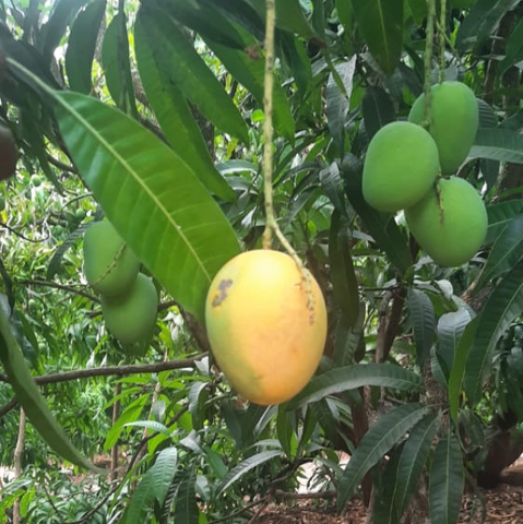 Organic Alphonso Mangoes- Size A (150-200gms)