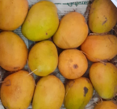 Organically Grown Alphonso Mangoes Size (201-280gm)