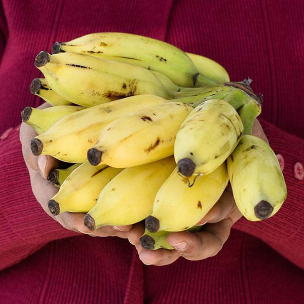 Organic Elaichi/Yelaki Banana Semiripe