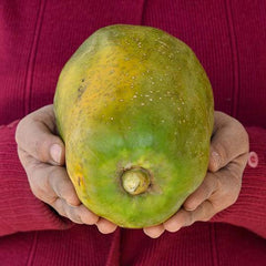 Organic Papaya Semiripe (1.2kg-1.5kg)